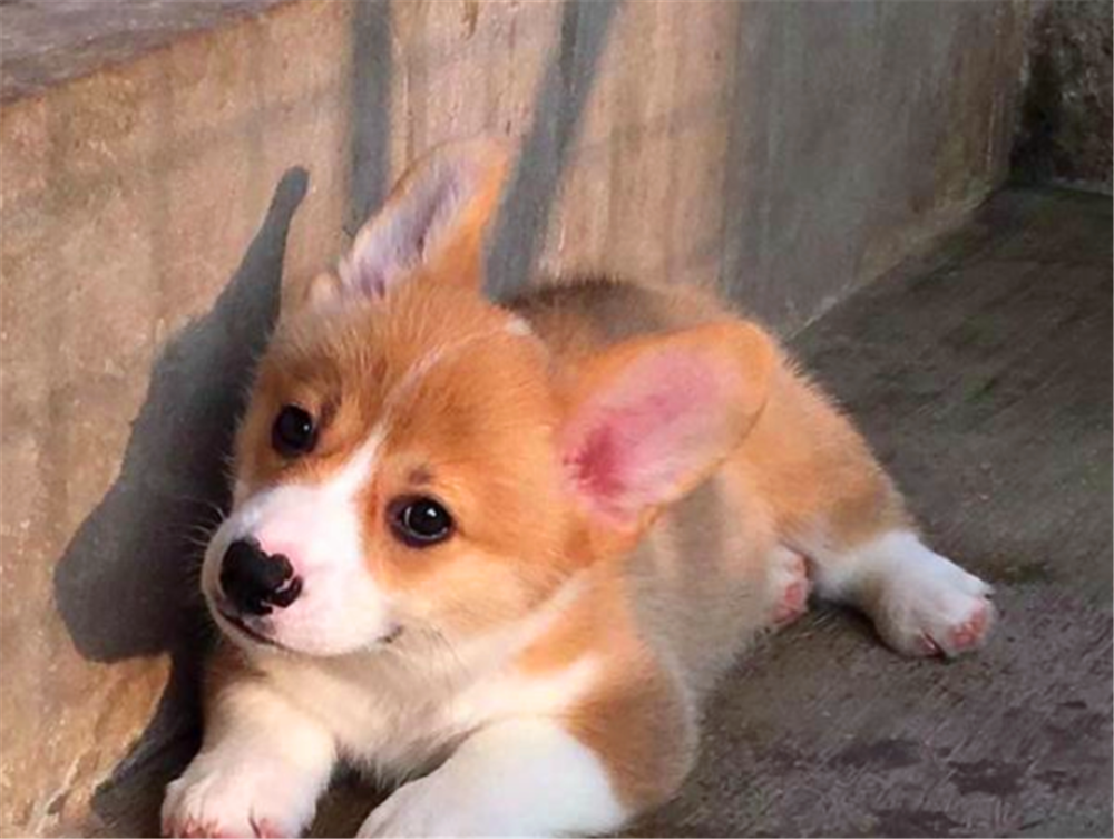 养狗为什么都不会选择柯基犬呢?原因竟然是这样!