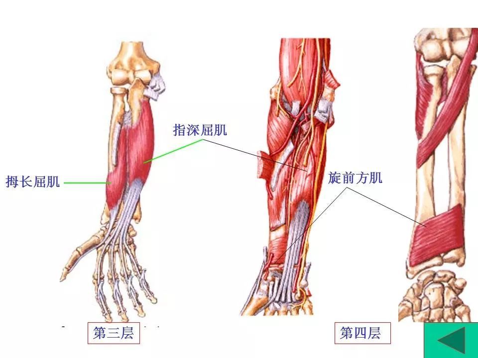 【龙氏正骨】运动解剖学——肌肉知识大汇总