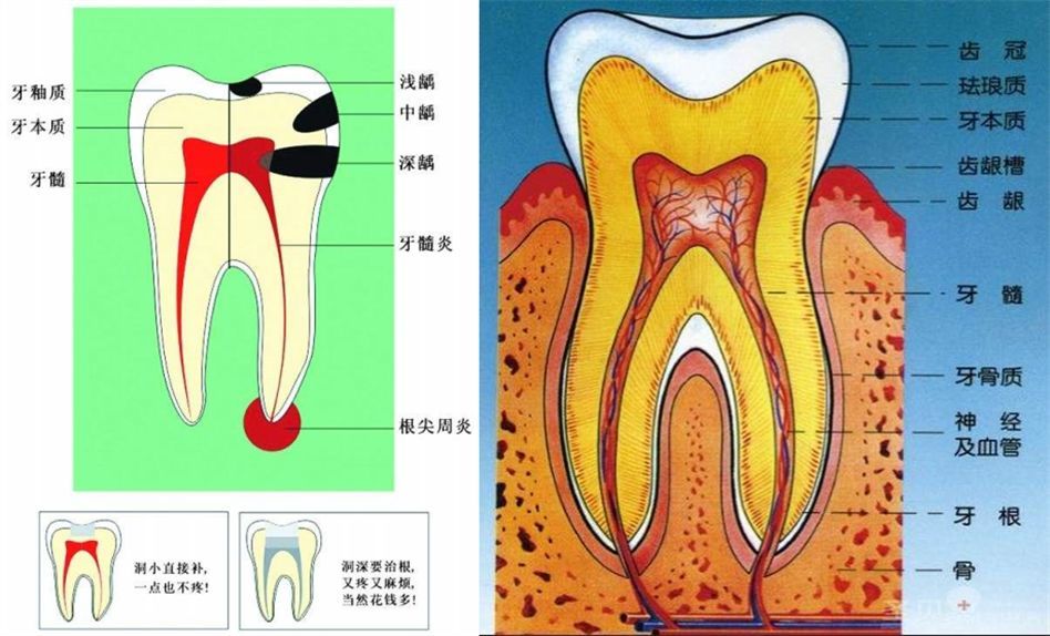 娜扎说话时嘴唇外翻,牙齿对嘴部形态影响有多大?