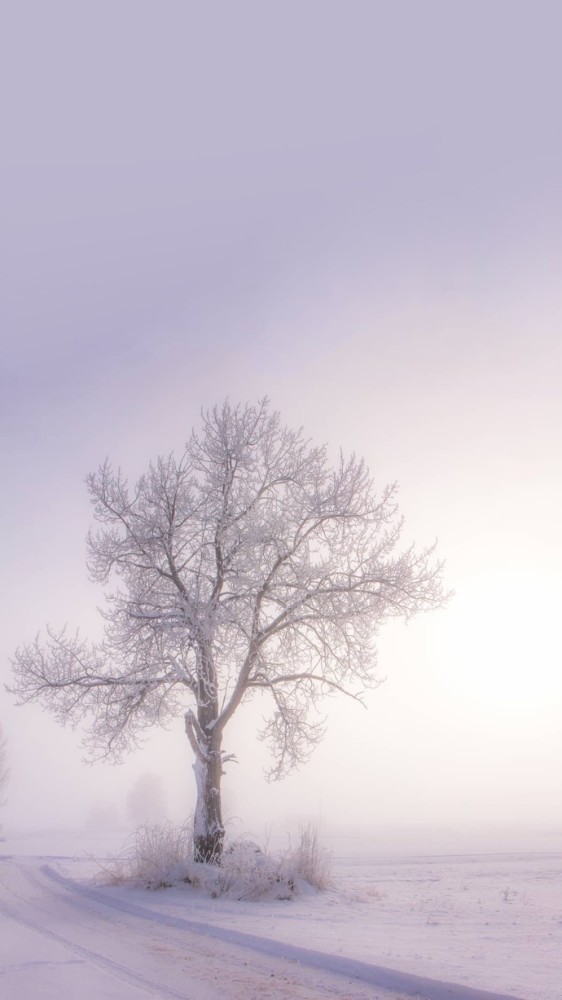 雪景壁纸这组好治愈心灵啊