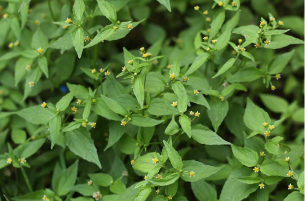 田间野草——牛膝菊整体外观