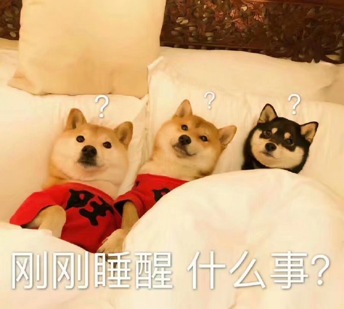 狗仔柴犬表情包,收藏了!