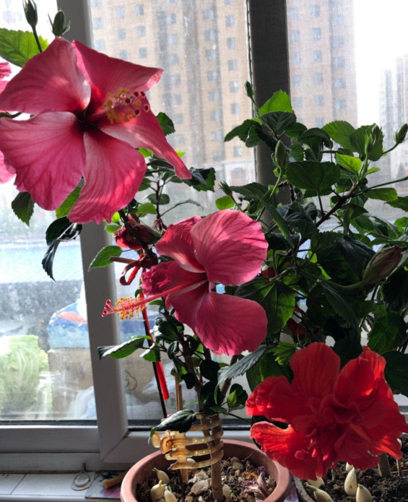 盆栽朱槿花,3个"小方法",不掉蕾,风吹日晒都开花,开不