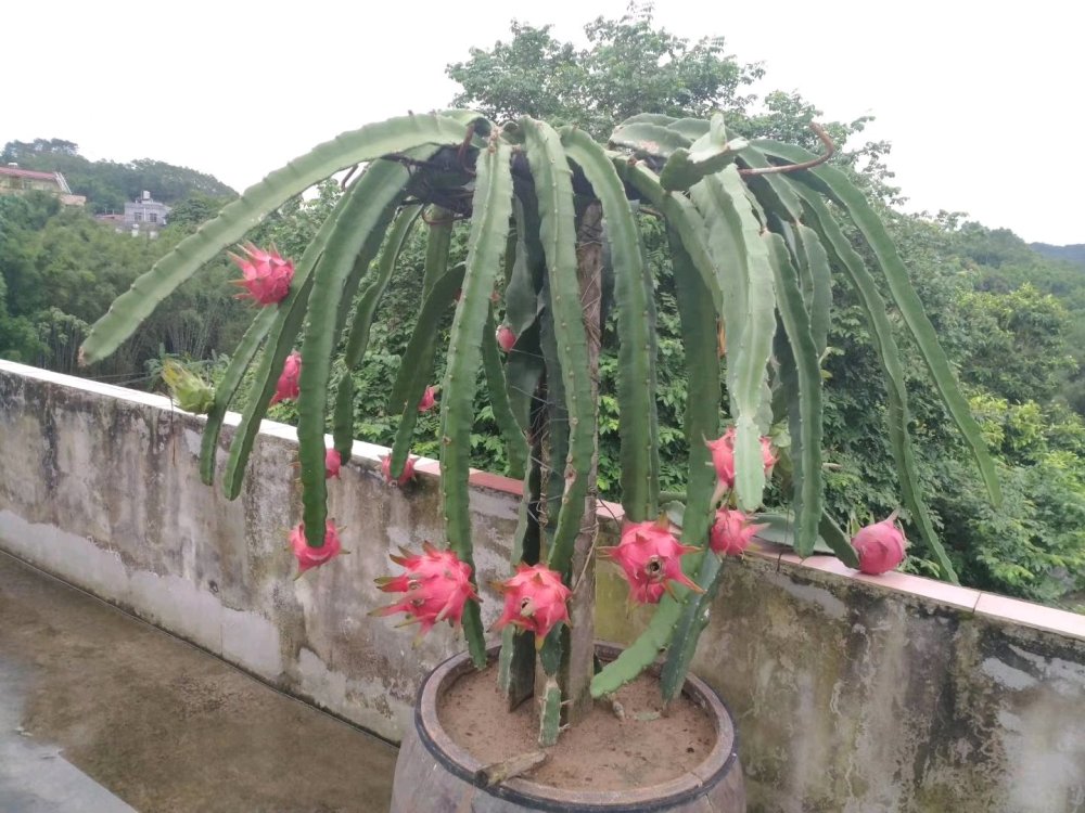 大帝单打小加竟双膝跪地 他像是电池老化的手机