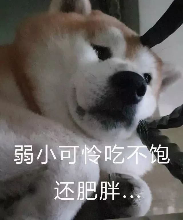 行走的表情包,一只喝水都能胖的柴犬!