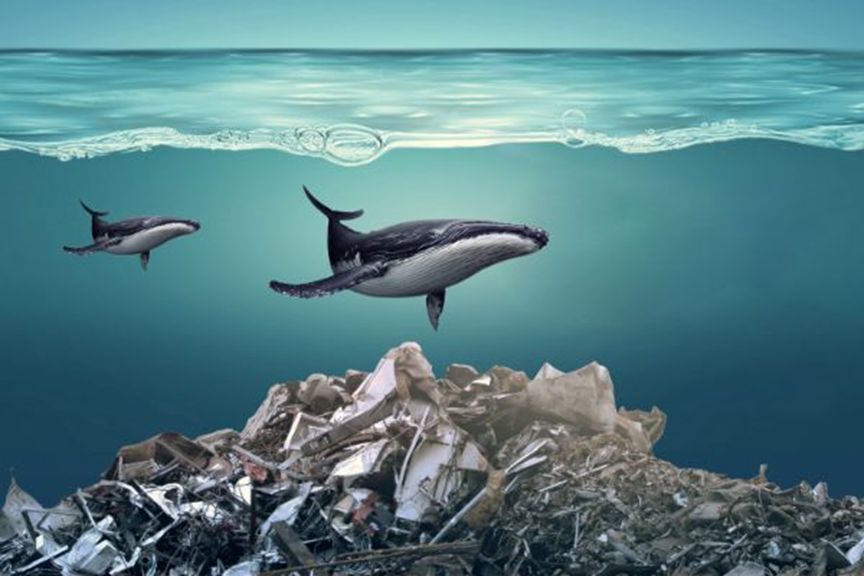 导致海洋污染的因素有哪几个?