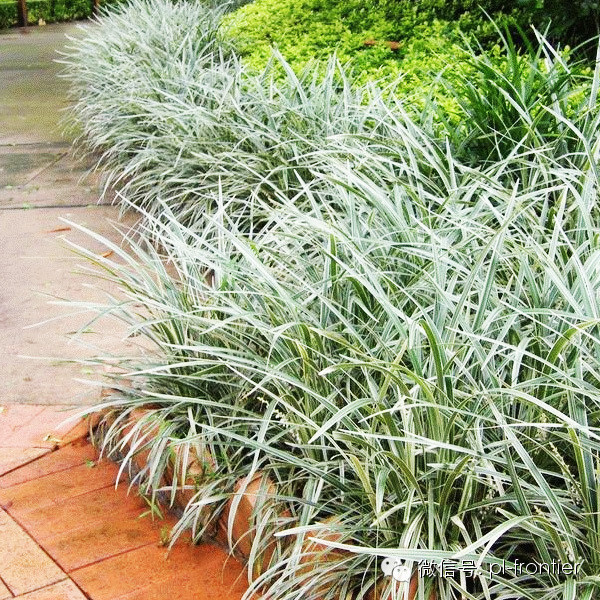 植物设计师常用的【精品地被草花大全】_腾讯新闻