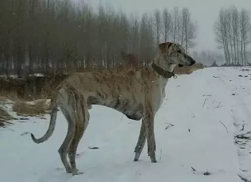 蒙古细犬搏斗能力有多强