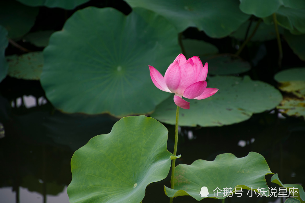 天蝎座和这四大爱情相爱,够完美诠释星座最哪个女生星座狮子座图片