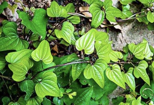 广东中山牛头山等地,所以它分布的地区很广,植株的生命力也强,毕竟