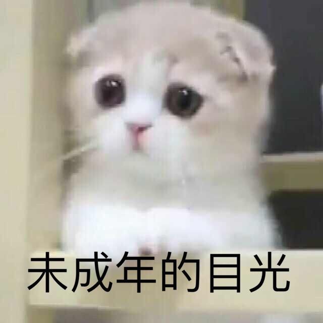 精选猫咪表情包:未成年的目光