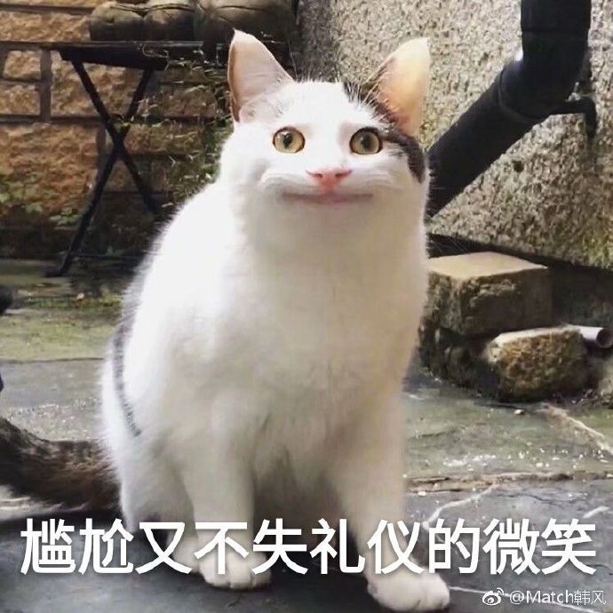 精选猫咪表情包:未成年的目光