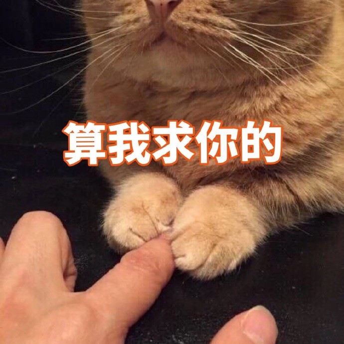 表情包猫咪,看着就好可爱啊!