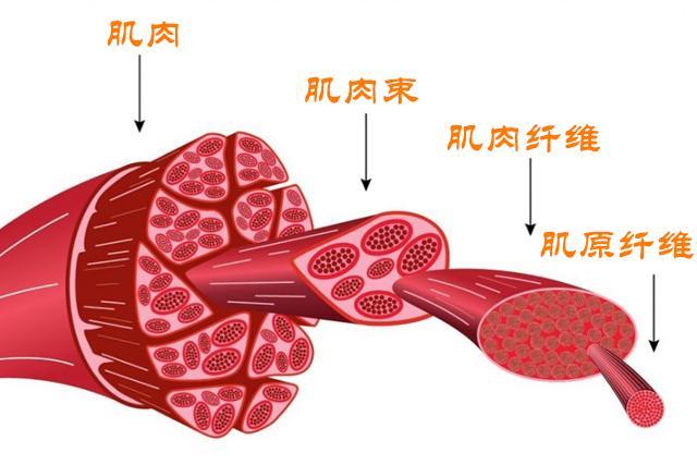 肌纤维会影响运动表现,那么肌纤维比例能否通过后天的训练来改变