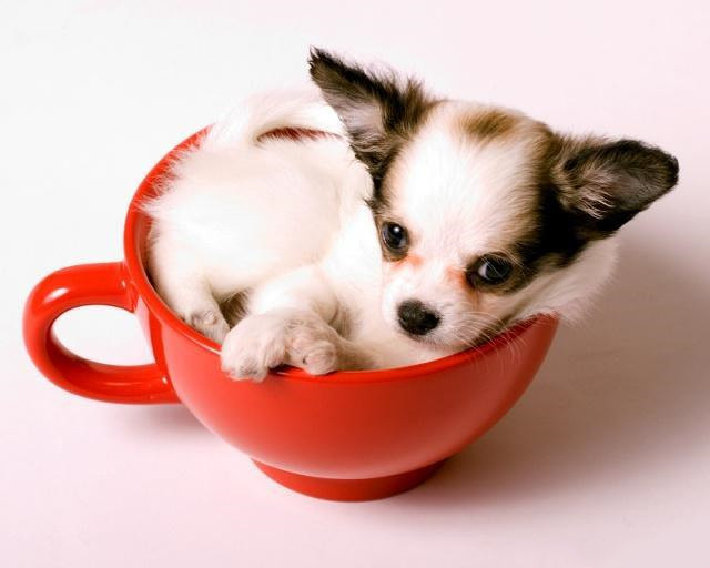 想养茶杯犬的铲屎官,请先进来看一下