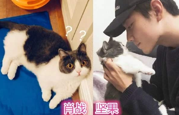 同样是抱猫肖战温柔千玺可爱王一博像猫贩子