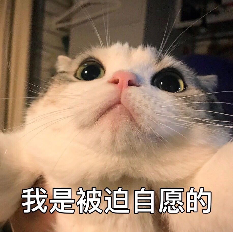 治愈系猫咪表情包:我的暗示还不明显吗?我是被迫自愿