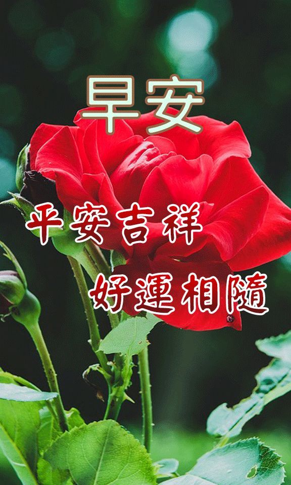 4月3日微信早上好问候祝福语录图片带字鲜花,温馨早上