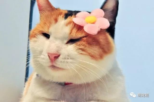 三花猫怎么搭_三花猫