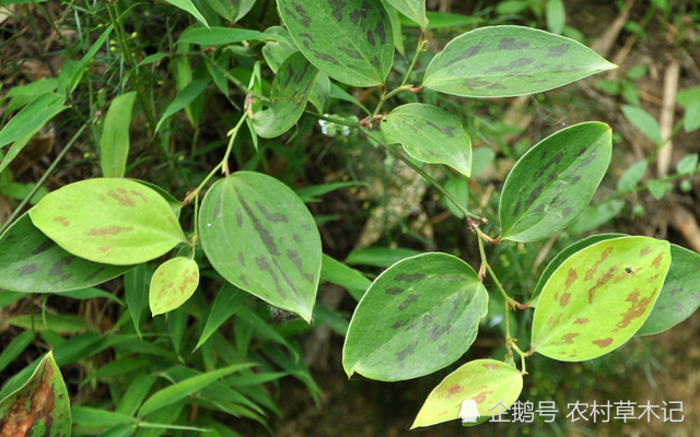 俗称"金刚刺",根茎要30元一斤,在农村却没人珍惜