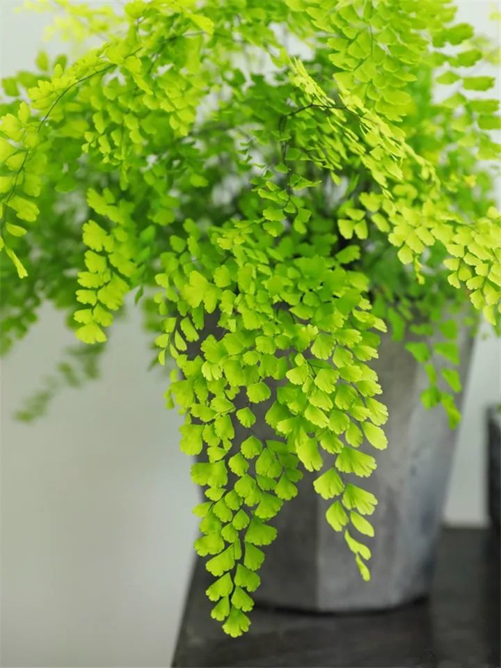 铁线蕨喜欢空气湿度较高的空气,建议大家经常向叶面或者周围喷水,增加
