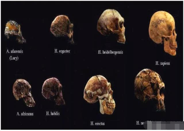 人类进化史长达13万年的空白期!之后突然变为智人!