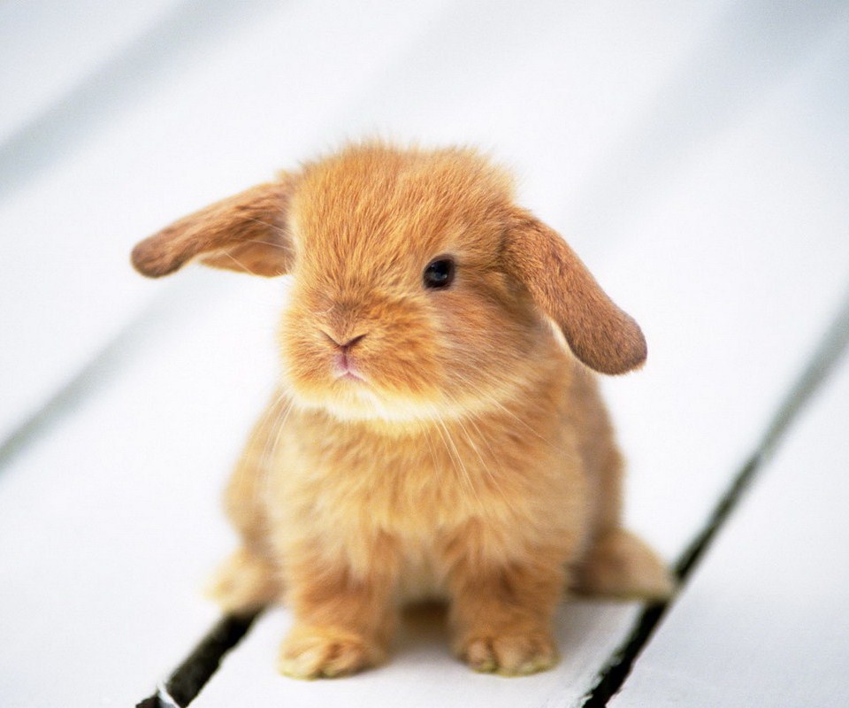 毛茸茸的小兔子超会卖萌,可爱极了