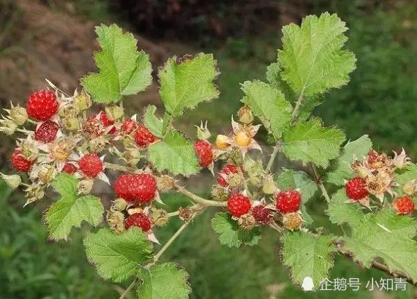 枝头都是刺,果实通红是一大美味,吃过的都老了,如今花钱买不到