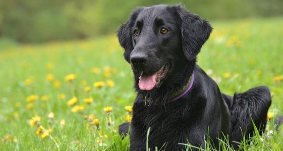 22,弗莱特寻回犬:平毛寻回犬属家庭型的伴侣猎犬,快乐,活泼,表情聪明.