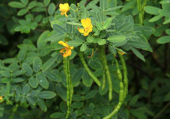 农村的一种植物,有着和绿豆一样的豆荚,治疗近视很管用