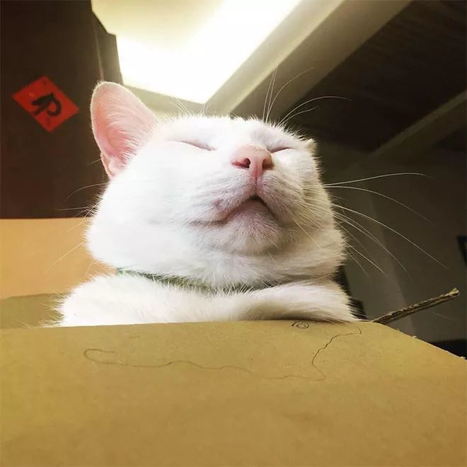 胖出双下巴的喵星人,太可爱啦!