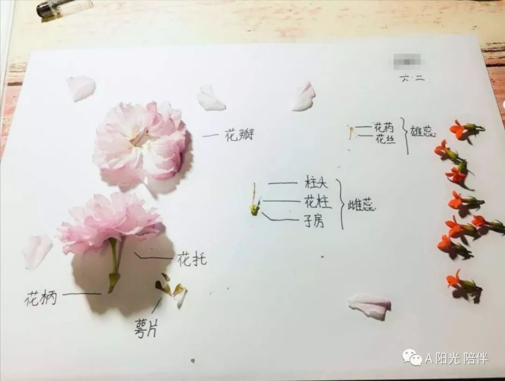 人们常说:我的世界,你不懂.生活中,我们对花总是少不了接触.