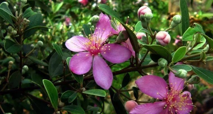 山上随处可摘到的捻子,果实黑透才好吃,种院子开花特好看