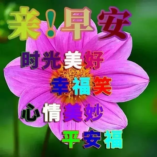 特别漂亮早上好表情图片带鲜花,2019最新版早上好动态