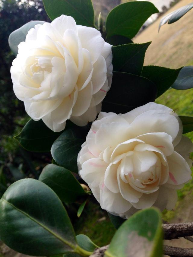 秋天到茶花有"动作",做好这3步,茶花枝头有花苞,深冬