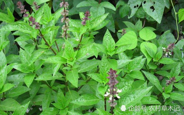 此草为"金不换",价值珍贵,您若不识,请辨认好,别当杂草