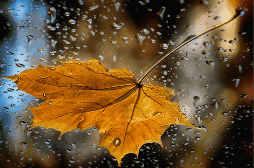 美文静夜聆听一场秋雨