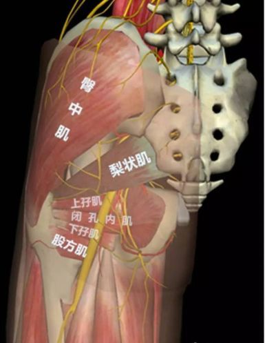 3."亚洲蹲"的长期保持者,长时间深蹲将使梨状肌处于紧张缺血状态. 4.