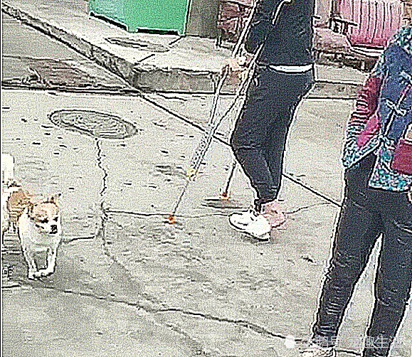 主人脚骨折,狗狗看到后嘲笑他,学着一瘸一拐地走,落井下石