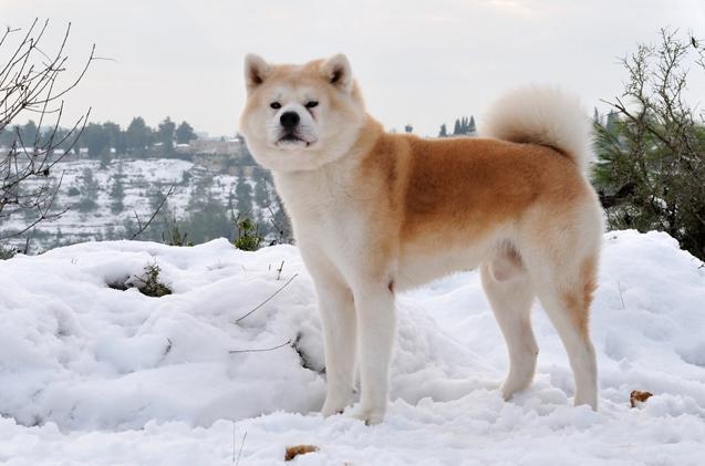 日本秋田犬有个美国兄弟,都是秋田犬,美国秋田犬却差点不被承认