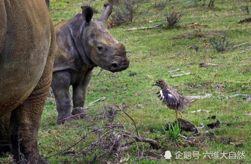 这鸟为什么如此勇敢:驱赶小犀牛,对峙母犀牛!