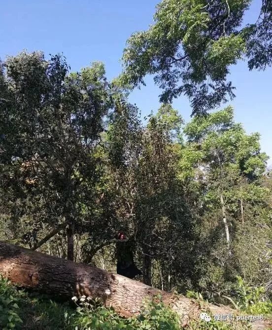 【干货分享】古六大茶山倚邦大黑山古树茶(多图欣赏)