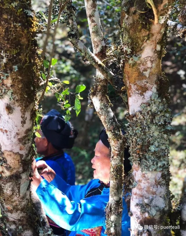 【干货分享】古六大茶山倚邦大黑山古树茶(多图欣赏)