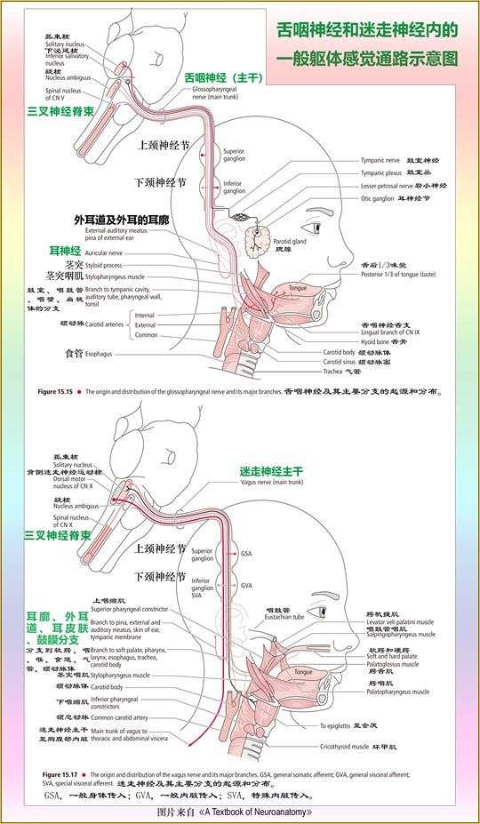 (3)孤束核的上行通路分两条:一条味觉,一条一般内脏感觉.