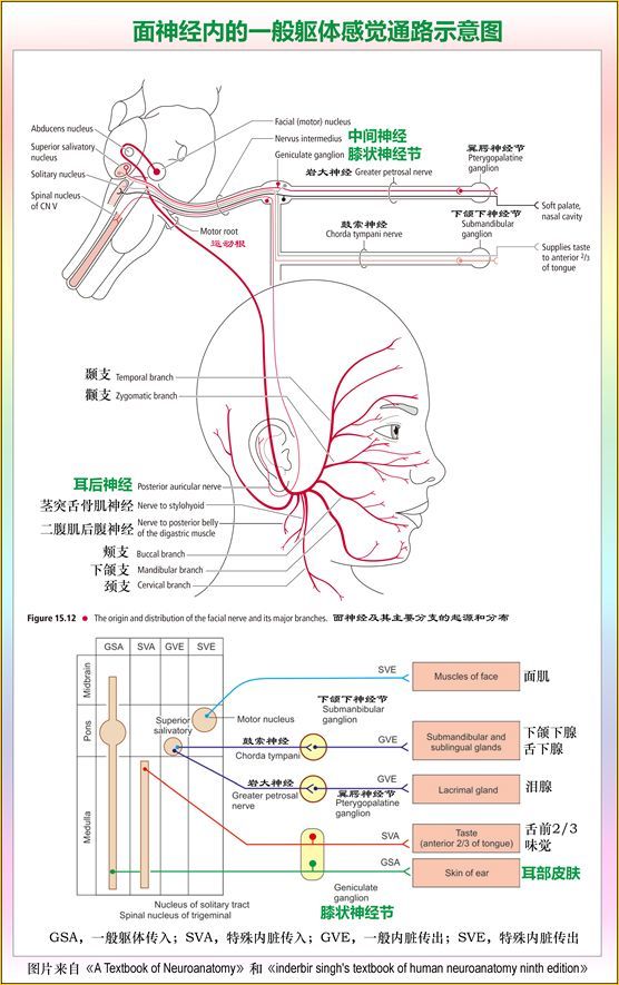 (3)孤束核的上行通路分两条:一条味觉,一条一般内脏感觉.