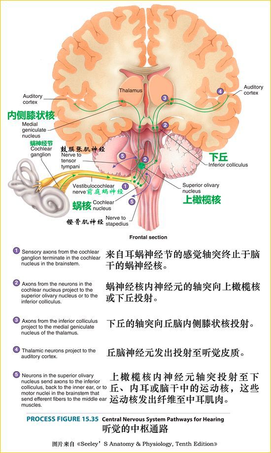 颅神经和颅神经核的功能解剖学习笔记_腾讯新闻