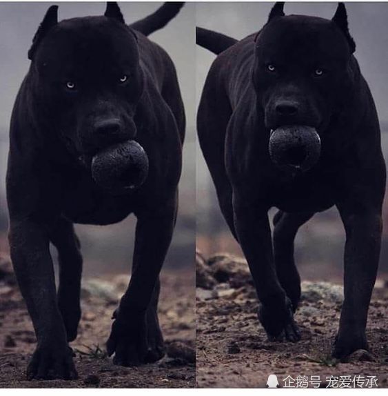由美国犬业组织,使用卡斯罗犬,拉布拉多犬,杜宾犬和黑豹的基因,共同