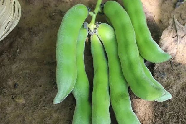 饱含毒性的"狗爪豆,南方餐桌上的经典美食!