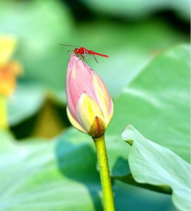 荷花上的蜻蜓