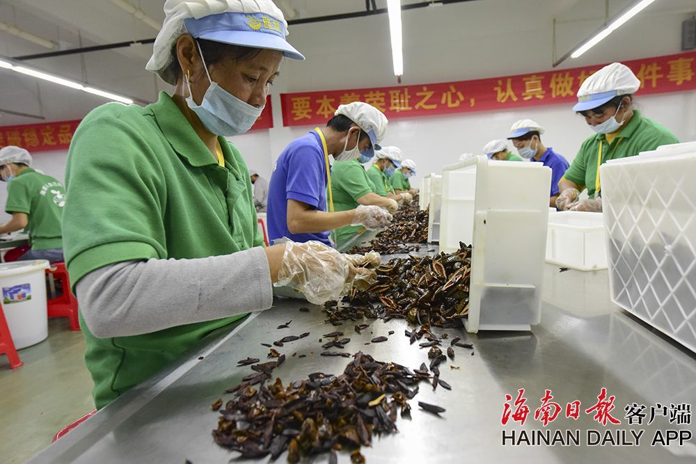 万宁长丰镇的雅利槟榔厂,工人们各自忙碌在自己的生产线上.